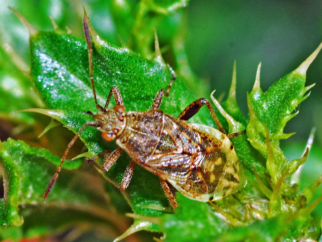 Rhopalidae: Stictopleurus sp.